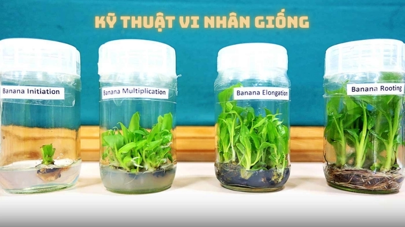  Kỹ thuật vi nhân giống, một công nghệ xanh đầy hứa hẹn