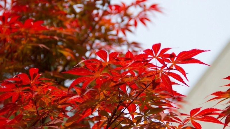  Lá cây chuyển màu đỏ nhờ anthocyanin trong sinh học thực vật vào mùa thu