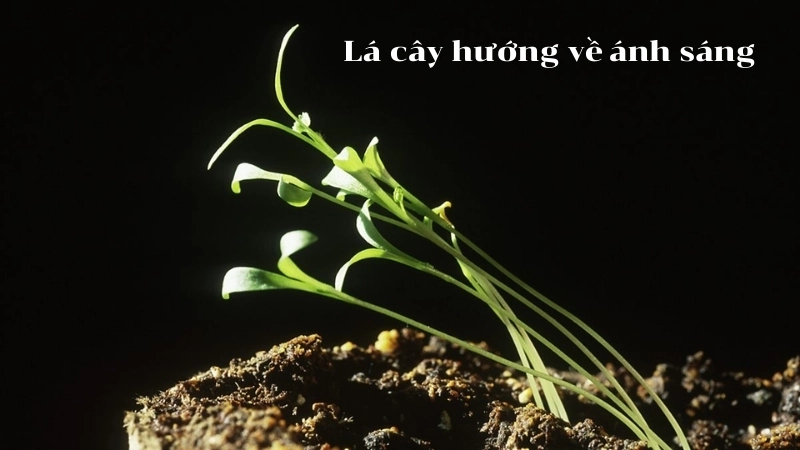  Lá cây hướng về ánh sáng, thể hiện vai trò của quang hợp trong sinh học thực vật