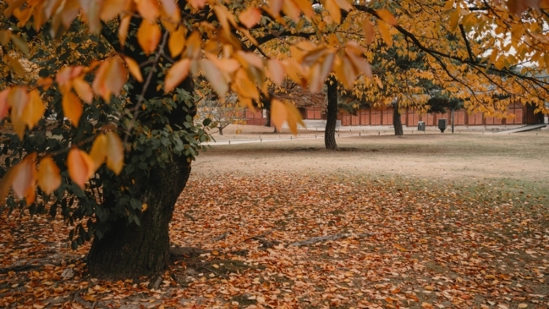 Lá vàng rơi trên lối đi, nét đặc trưng thơ mộng của mùa thu