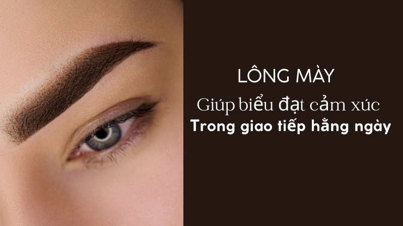  Lông mày là công cụ biểu đạt cảm xúc không lời mạnh mẽ trong giao tiếp hàng ngày