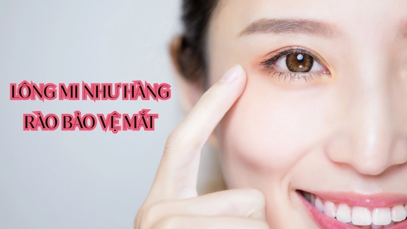 Lông mi hoạt động như một hàng rào vật lý giúp bảo vệ mắt khỏi bụi bẩn và dị vật