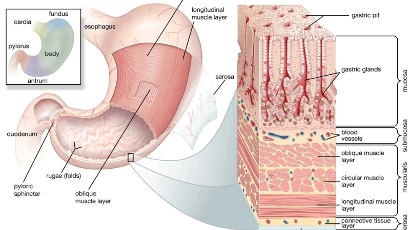Lớp chất nhầy là hàng rào bảo vệ quan trọng trong sinh học cơ thể dạ dày
