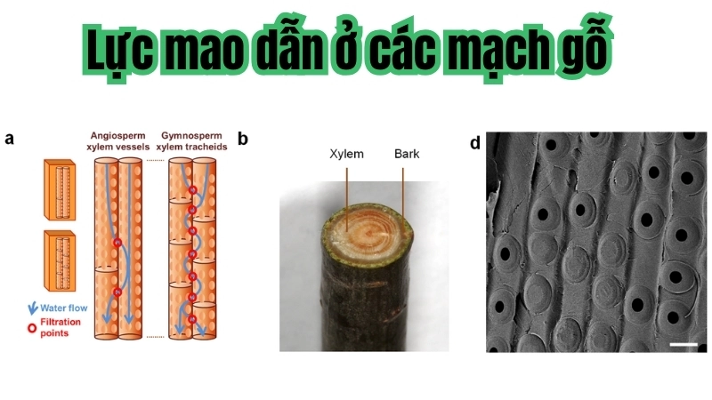 Lực mao dẫn ở các mạch gỗ