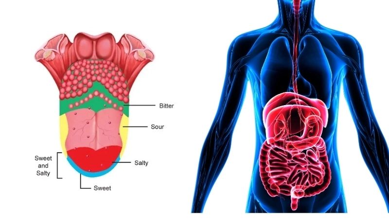 Lưỡi đóng vai trò quan trọng trong giai đoạn đầu của quá trình tiêu hóa