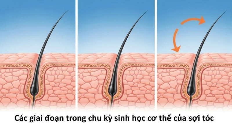  Minh hoạ các giai đoạn trong chu kỳ sinh học cơ thể của sợi tóc