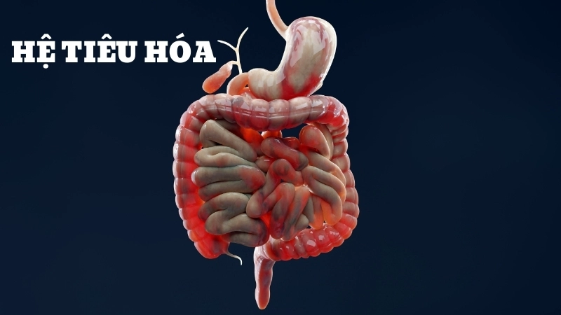 Minh họa hệ tiêu hóa và vai trò của ruột trong việc xử lý thức ăn