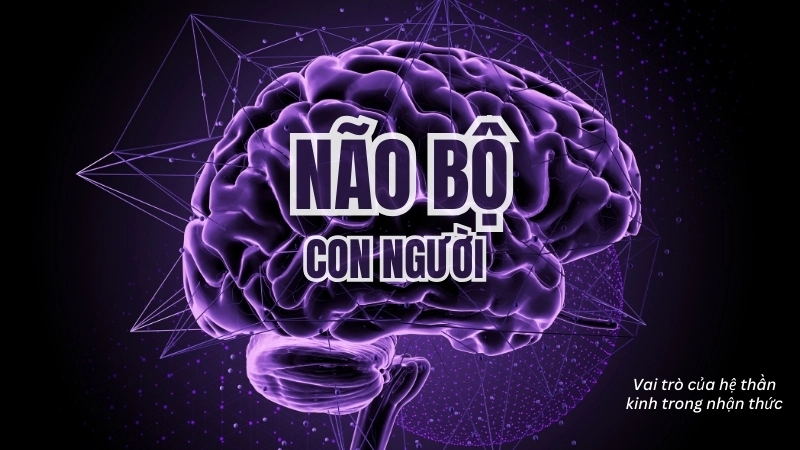  Mô hình 3D não bộ con người làm nổi bật vai trò của hệ thần kinh trong nhận thức