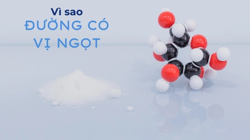 Mô hình hóa học về cách phân tử đường tương tác với thụ thể vị giác trên lưỡi