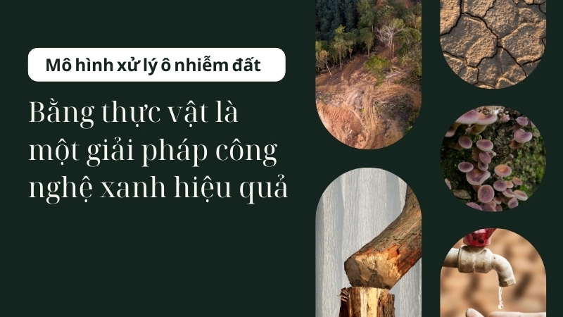  Mô hình xử lý ô nhiễm đất bằng thực vật là một giải pháp công nghệ xanh hiệu quả