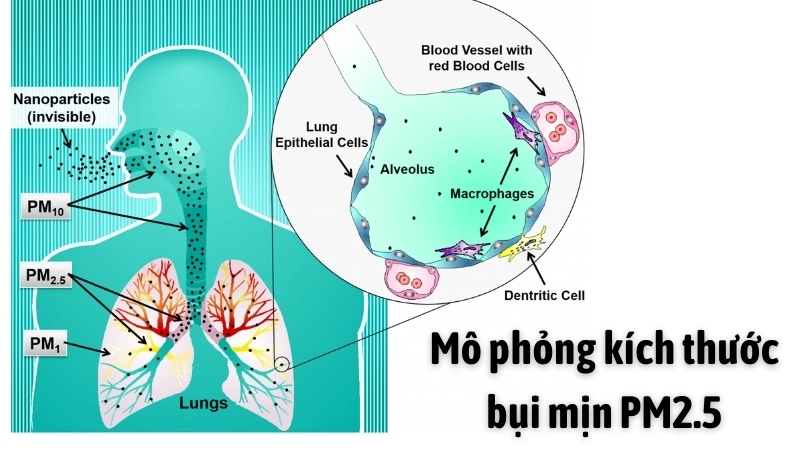 Mô phỏng kích thước bụi mịn PM2.5 so với sợi tóc và hồng cầu