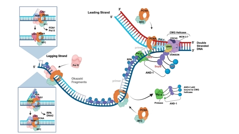  Mô phỏng quá trình lập trình tế bào bằng DNA tổng hợp