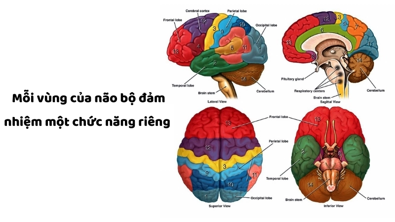  Mỗi vùng của não bộ đảm nhiệm một chức năng riêng, phối hợp nhịp nhàng với nhau
