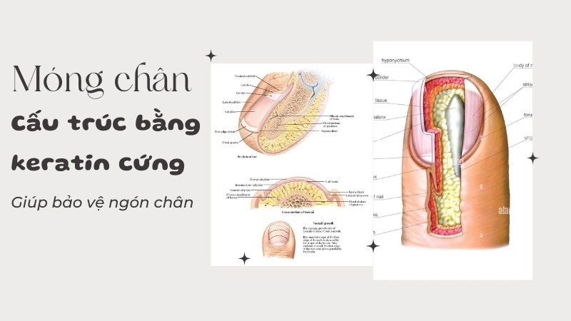  Móng chân là một cấu trúc bằng keratin cứng giúp bảo vệ ngón chân