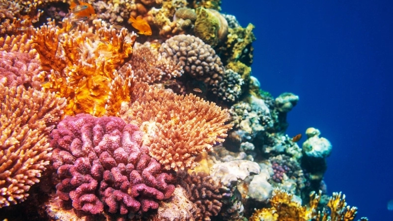 Một hệ sinh thái rạn san hô với sự đa dạng sinh học phong phú
