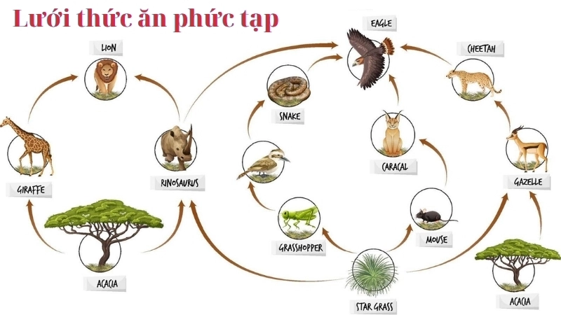 Một lưới thức ăn phức tạp thể hiện các mối quan hệ sinh thái học