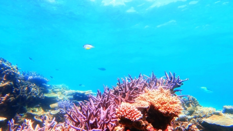 Một rạn san hô khỏe mạnh rực rỡ sắc màu trong hệ sinh thái biển