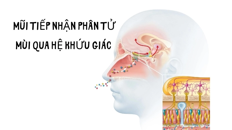  Mũi tiếp nhận phân tử mùi qua hệ khứu giác