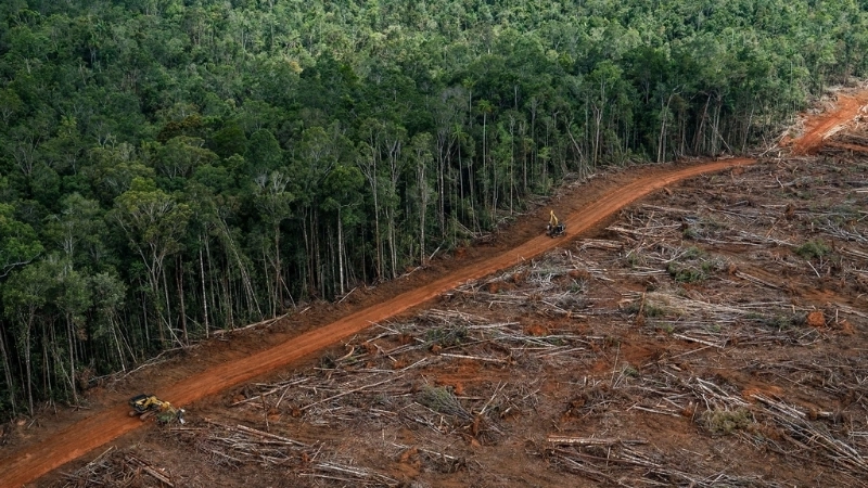 Nạn phá rừng là mối đe dọa trực tiếp đến tương lai của các khu rừng nhiệt đới