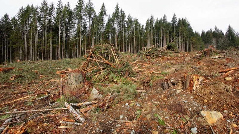 Nạn phá rừng là nguyên nhân chính gây mất cân bằng hệ sinh thái nghiêm trọng