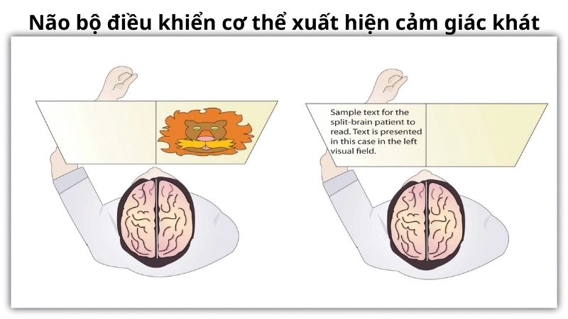 Não bộ điều khiển cơ thể xuất hiện cảm giác khát