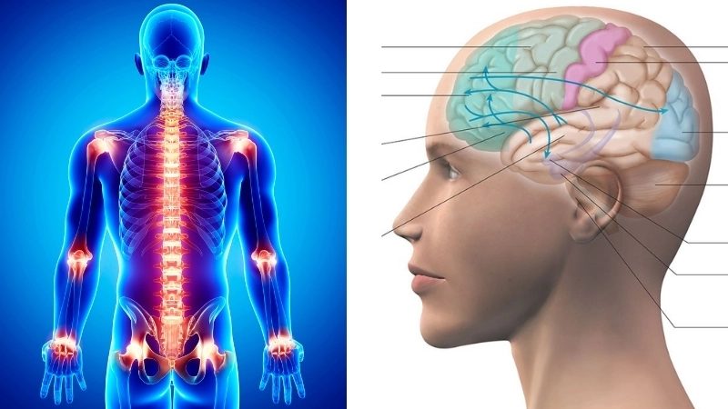  Não bộ là trung tâm diễn giải tín hiệu đau trong sinh học cơ thể