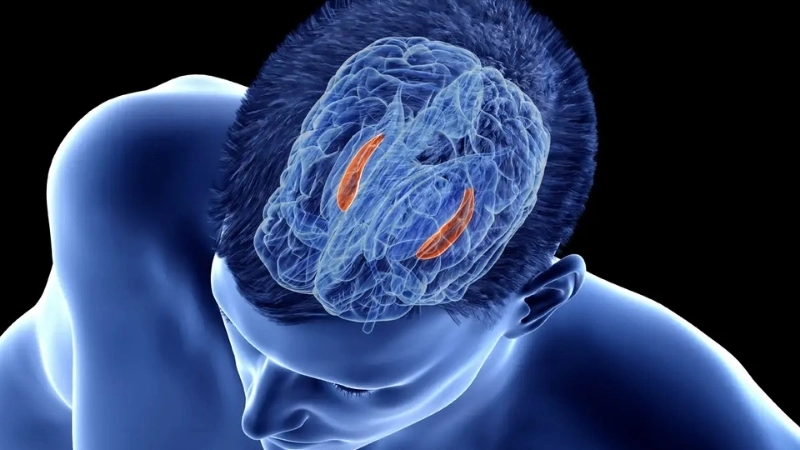  Não bộ tổng hợp hình ảnh từ hai mắt để dựng nên thế giới 3D