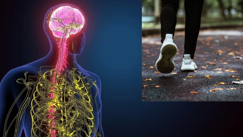 Não bộ và hệ thần kinh giữ vai trò cân bằng cho mỗi bước chân