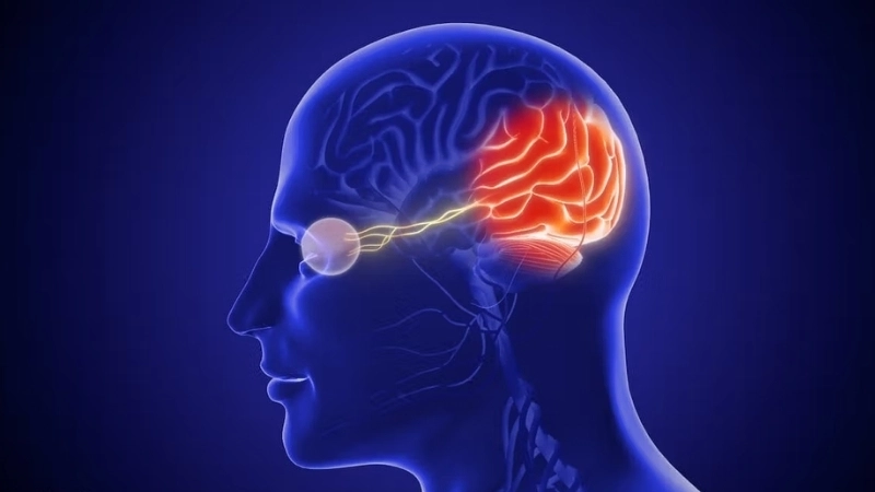  Não bộ xử lý tín hiệu từ tế bào nón trong hệ thị giác