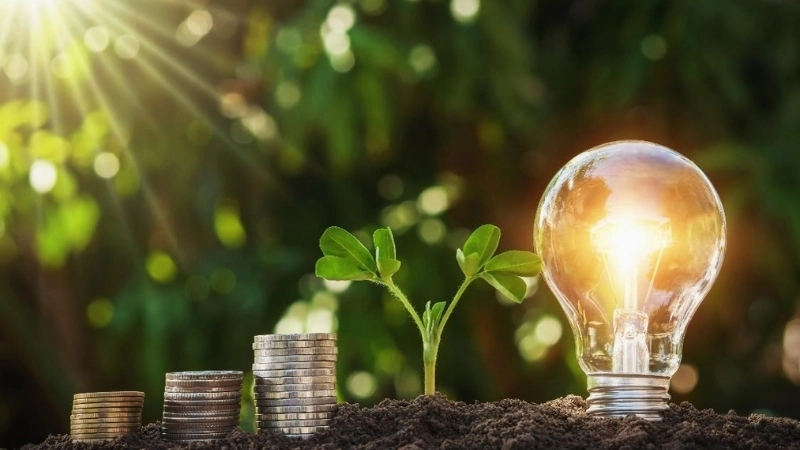 Nền tảng của sinh học thực vật giúp cây tạo ra năng lượng từ ánh sáng