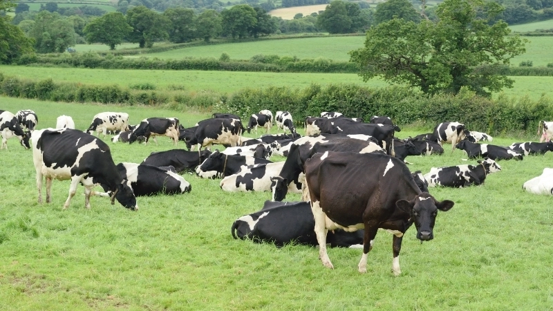 Ngành chăn nuôi là nguồn phát thải khí nhà kính đáng kể
