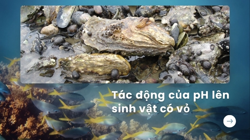Nghiên cứu sinh thái học về tác động của pH lên sinh vật có vỏ