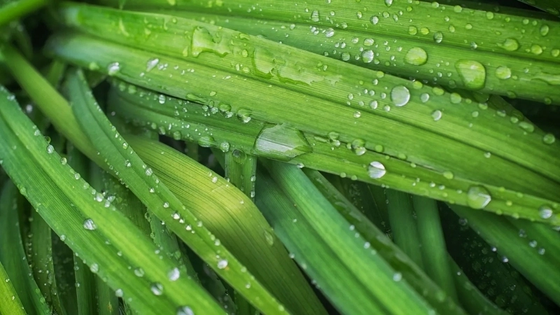  Ngưng tụ hơi nước tạo sương trên cỏ trong thí nghiệm sương