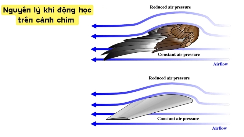 Nguyên lý khí động học trên cánh chim tạo ra lực nâng để thắng trọng lực của Trái Đất