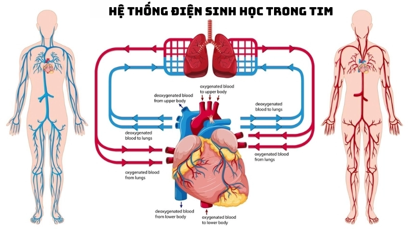  Nhịp tim được điều khiển bởi hệ thống điện sinh học trong tim