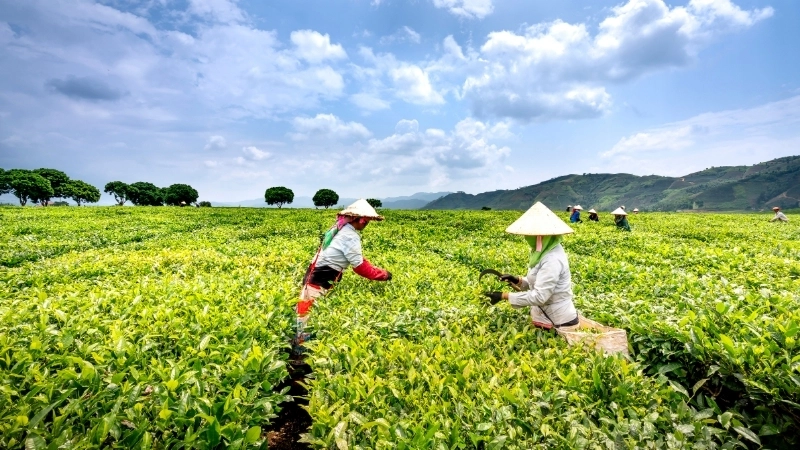  Nông nghiệp bền vững là chìa khóa để bảo vệ hệ sinh thái