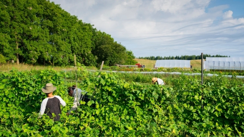 Nông nghiệp bền vững là chìa khóa để bảo vệ và phục hồi đất đai