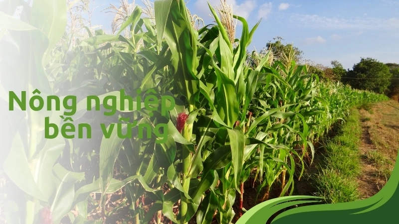 Nông nghiệp bền vững với cây che phủ giúp bảo vệ và phục hồi đất