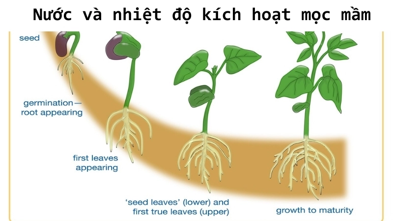  Nước và nhiệt độ kích hoạt mọc mầm trong sinh học thực vật