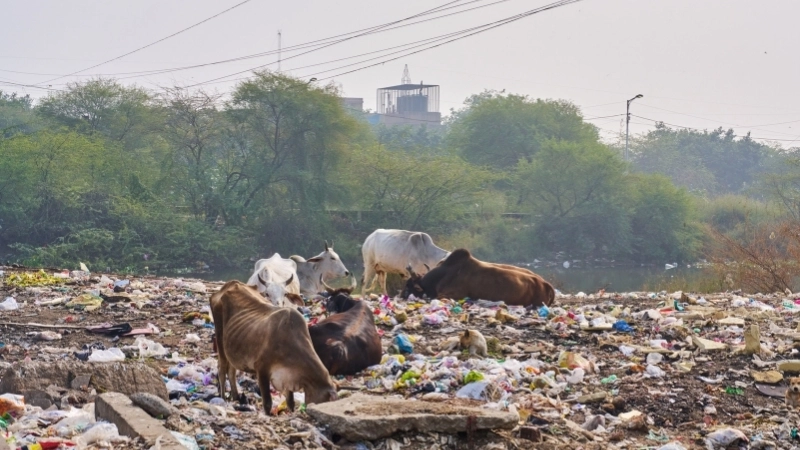 Nguyên nhân gây ra ô nhiễm đất