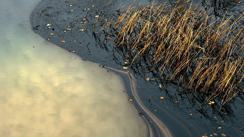 Ô nhiễm dầu tàn phá hệ sinh thái biển và các loài sinh vật