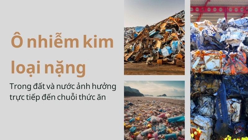  Ô nhiễm kim loại nặng trong đất và nước ảnh hưởng trực tiếp đến chuỗi thức ăn