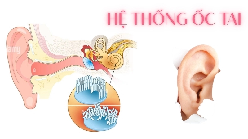 Ốc tai trong hệ thính giác chứa các tế bào lông chuyển đổi rung động thành tín hiệu điện