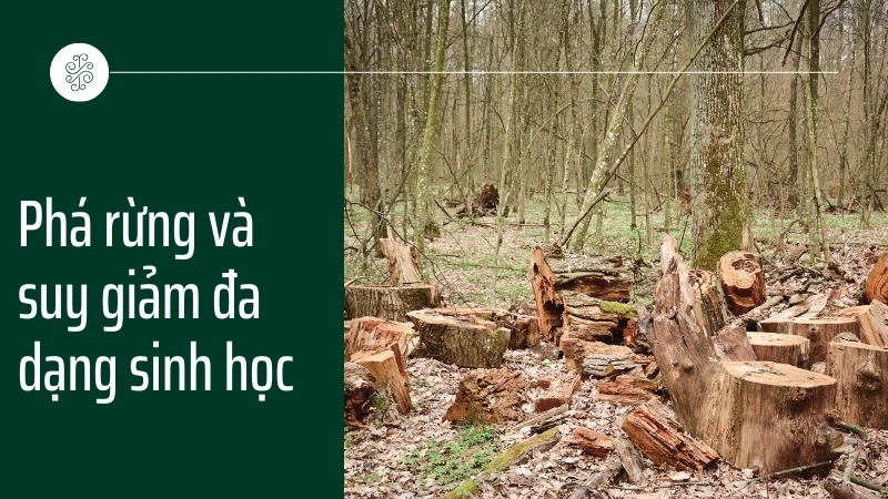 Phá rừng và suy giảm đa dạng sinh học