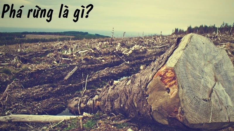 Phá rừng là gì?