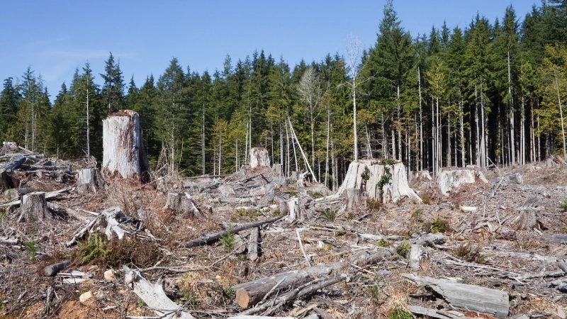 Nguyên nhân dẫn đến nạn phá rừng