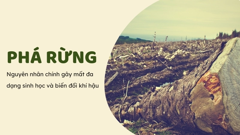 Phá rừng là nguyên nhân chính gây mất đa dạng sinh học và biến đổi khí hậu