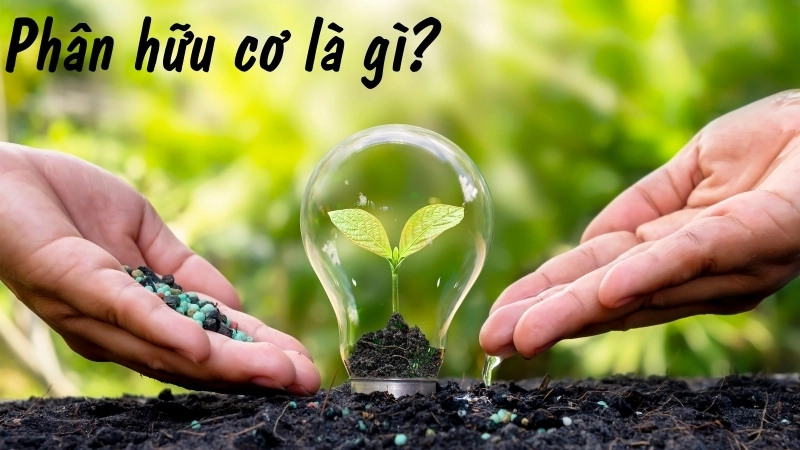 Phân hữu cơ là gì? 
