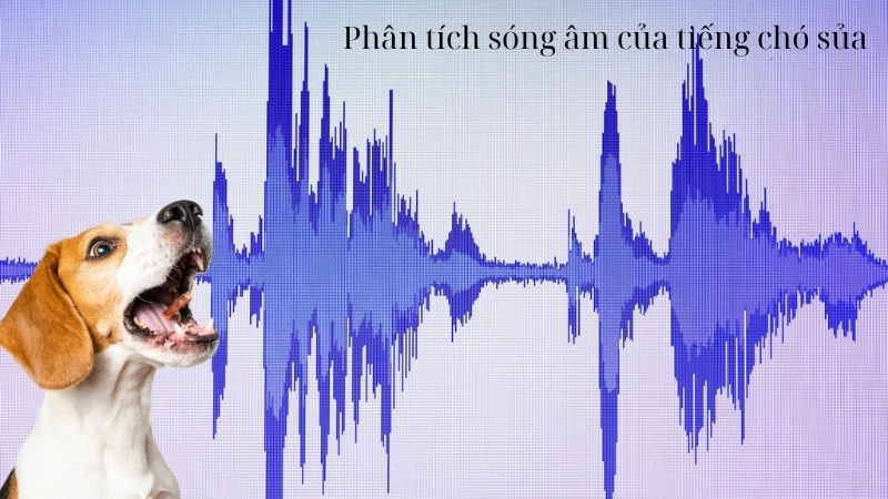  Phân tích sóng âm của tiếng sủa qua thiết bị âm thanh học