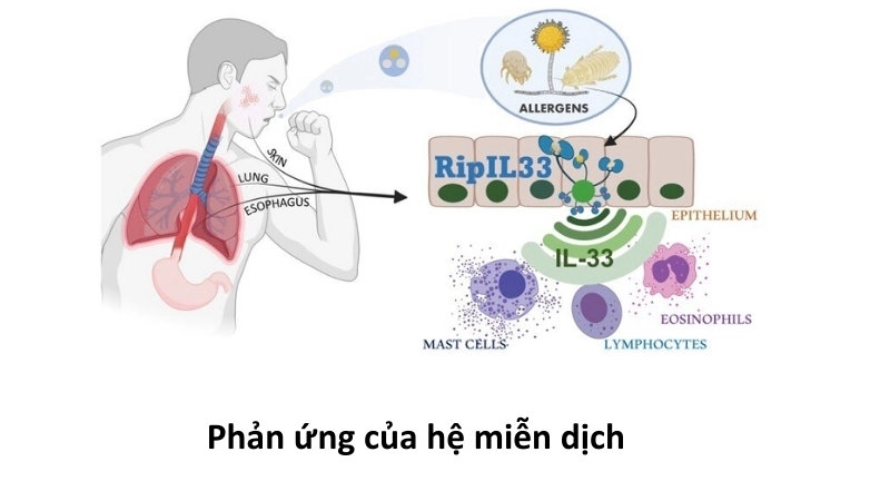 Phản ứng của hệ miễn dịch khi da tiếp xúc với tác nhân gây dị ứng